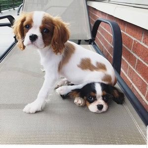 Meet your Posher, Britt